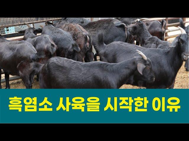 흑염소 사육을 시작한 이유