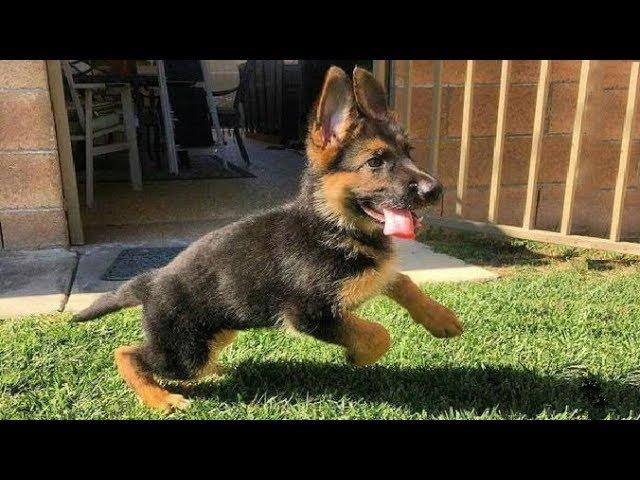 Funniest & Cutest German Shepherd Puppies #19 - Funny Dogs Compilation 2018