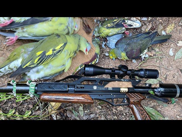 Amazing hunting bird-the best Air gun hunting #hunting #airgun