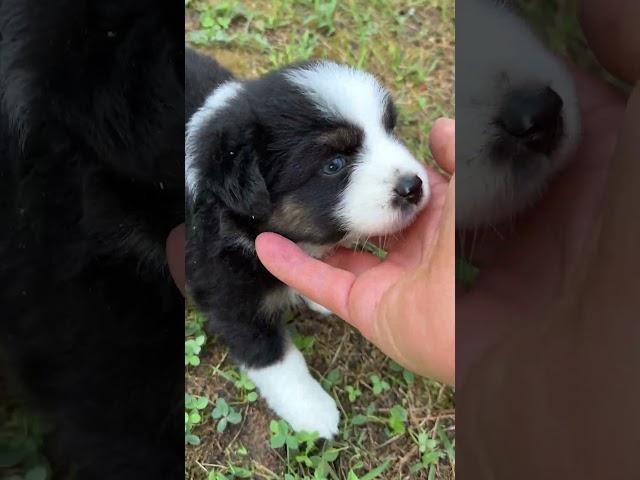 Mini Aussie 5 weeks old Miss Daisy