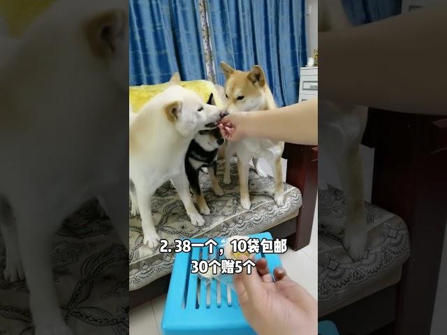 慣孩子的家長！#狗狗 #寵物用品批發 #寵物零食 #寵物 #貓 #柴犬 #寵物狗 @DOU+小助手