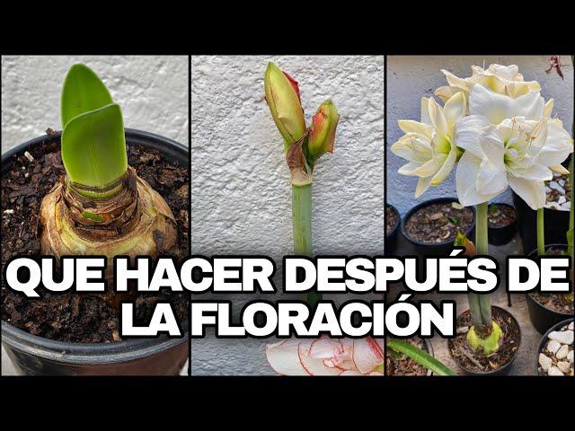 Que HACER DESPUÉS De La FLORACIÓN De Plantas de AMARILIS, LIRIOS y AZUCENAS (Hippeastrum Amaryllis)