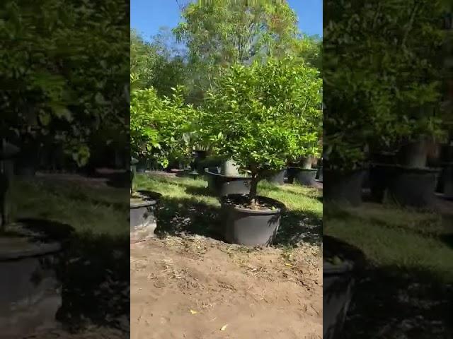 Tahitian Lime Tree Introduction