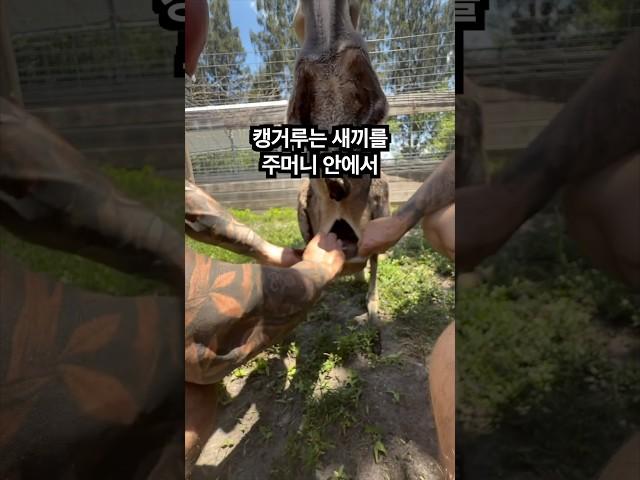 캥거루 주머니 실제 모습