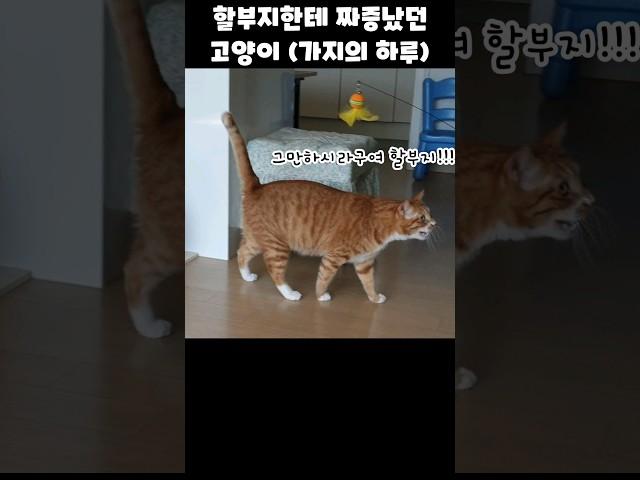 할부지한테 짜증났던 고양이