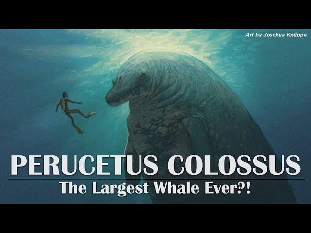 Perucetus: the Largest Whale Ever?