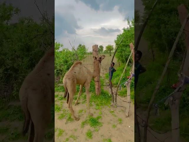wait for end #rajasthandiscovery #status #shorts #instagram #youtube #how #new #ternding #कैसे