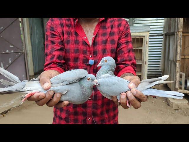 குரங்கு தூமா, monkey Pigeon lineage , flyer pigeons at Karur by trichy Shaik