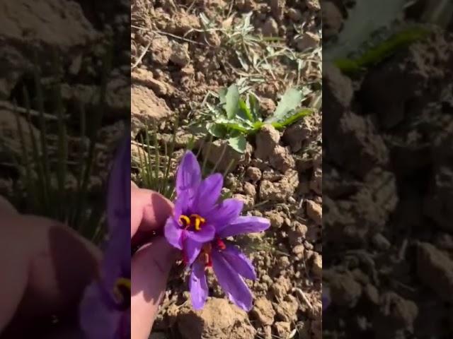 केसर #kashmir #safronovblog #srinagar #shortvideo #beautiful #travel #shorts #flowers