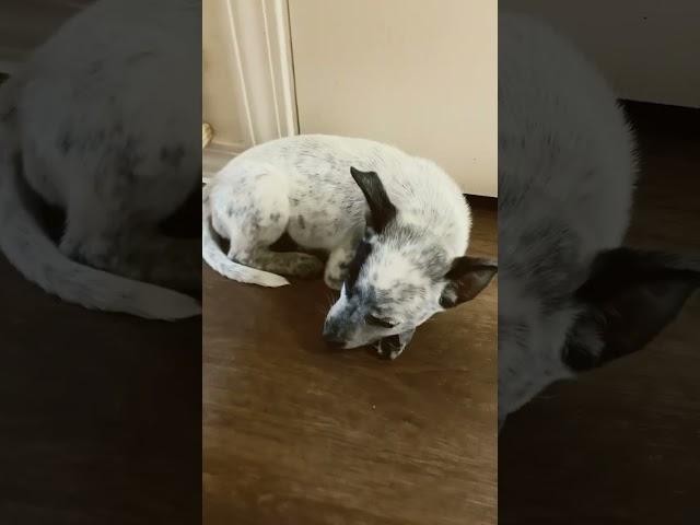 #lol #funny #cute #puppy