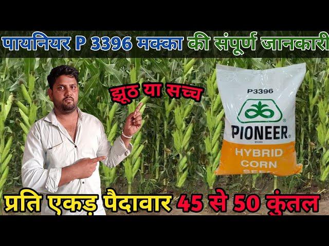 पायनियर 3396 मक्का की संपूर्ण जानकारी| Pioneer 3396 maize| Pioneer 3396| Hybrid corn p 3396