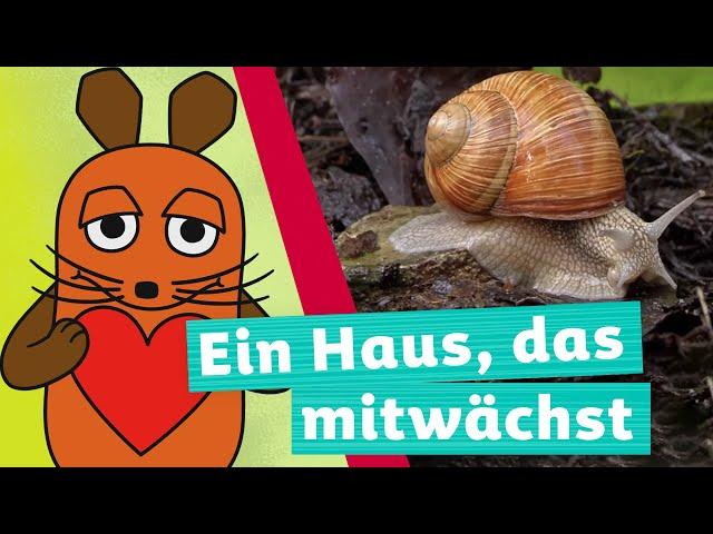 Wie kommt die Schnecke zu ihrem Haus? | Die Maus | WDR