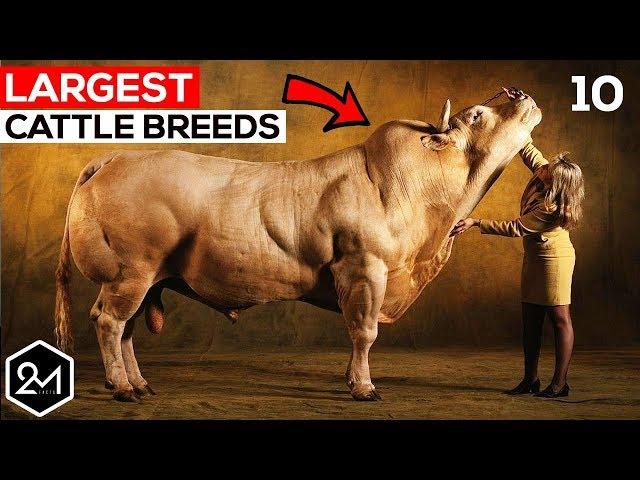 Top 10 Biggest Cattle Breeds In The World - Biggest Cows & Bulls!