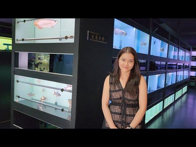 The Biggest Arowana Fish Shop in Thailand