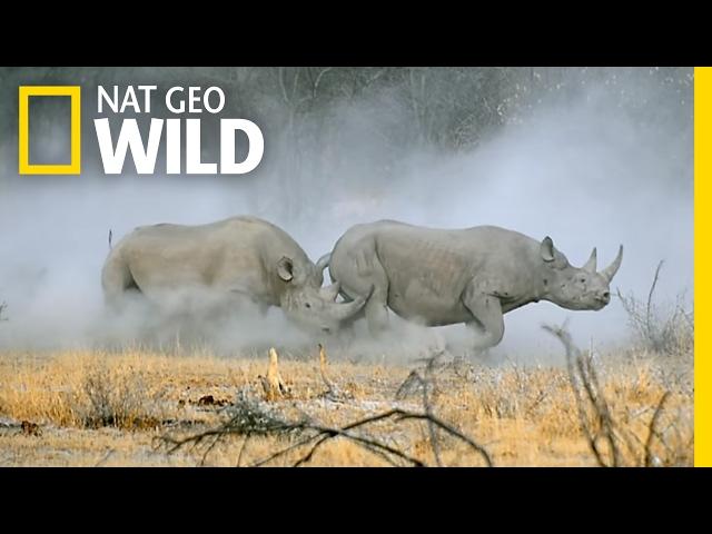 Witness a Rhino Rumble | Animal Fight Night