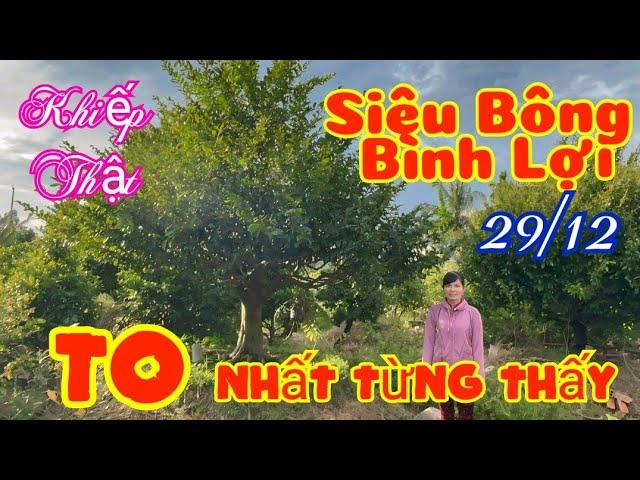  29/12 ️ 0369599049 - PHỤNG  - Siêu Bông Bình Lợi cực VIP lớn nhất nhì Miền Tây