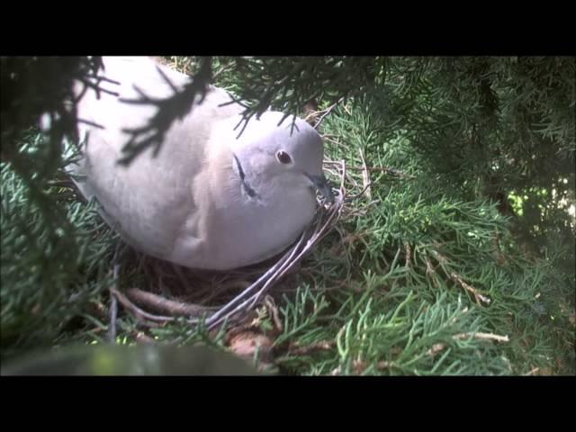 Male Collared Dove Calling To Female At Nest Site 26/5/2016