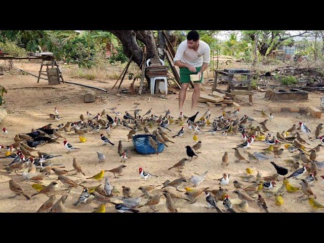 AS AVES VIERAM TODAS NO MESMO HORÁRIO (Maracás-BA)