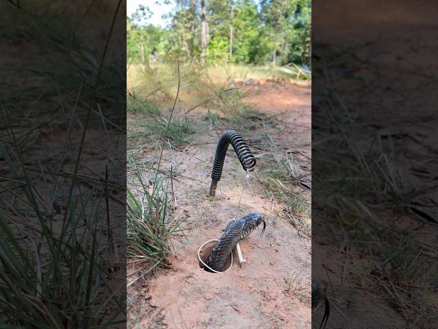 Amazing New big snake trap #animals #wildlife #survival #snaketrap #shortvideo