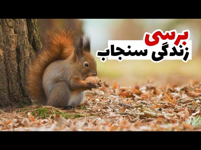 تجزیه و تحلیل زندگی سنجاب ها| از دردسرهاشون تا گوشت....