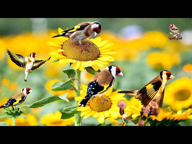 Video Motivational to help goldfinch to sing