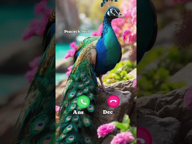 Peacock k liye subscribe