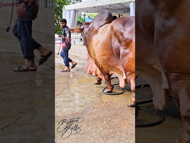 Sahiwal bull with extraordinary depth and muscle