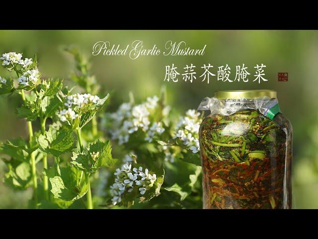 Pickled Garlic mustard (with CC subtitles)