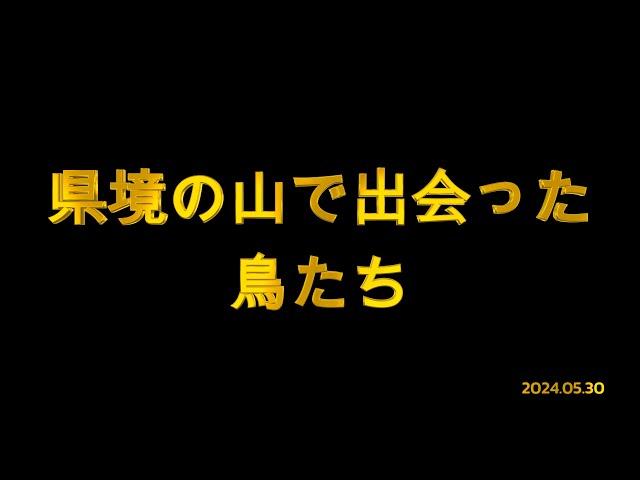 県境の山で出会った鳥たち