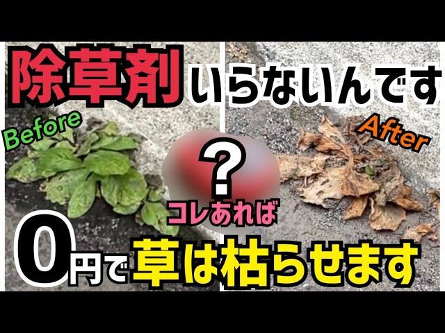 除草剤使わないで草を枯らす！○○あれば0円で草は枯れるんです！