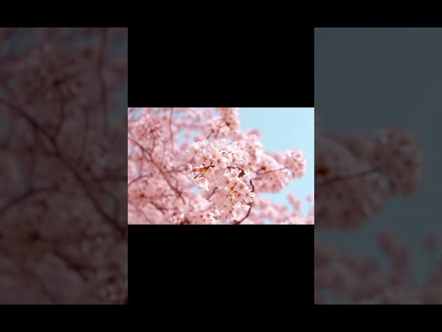 봄봄 봄이왔다