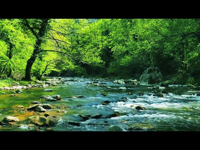 Relaxing River Sounds - Peaceful Forest River - 8 Hours Long - HD 1080p - Nature Video