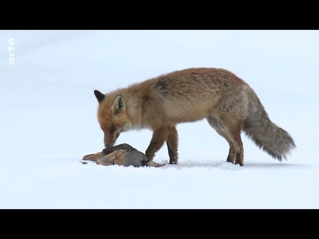 Der Clan der Füchse Doku (2021)