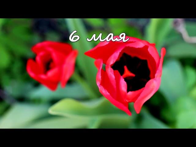 6 мая – именины сегодня отмечают