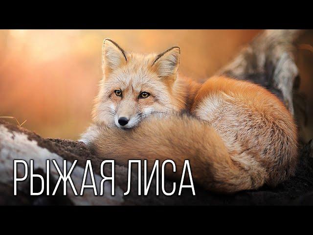 Fox: A red-haired cheat | Interesting facts about foxes