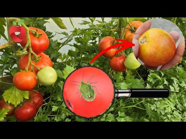 Stink bugs destroy the fruits on your plants?! Here's how to get rid of them!