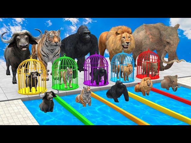 5 Giant Duck & Wild Animals Cage Game Cow Gorilla Rhinoceros Elephant Sheep Crossing Fountain