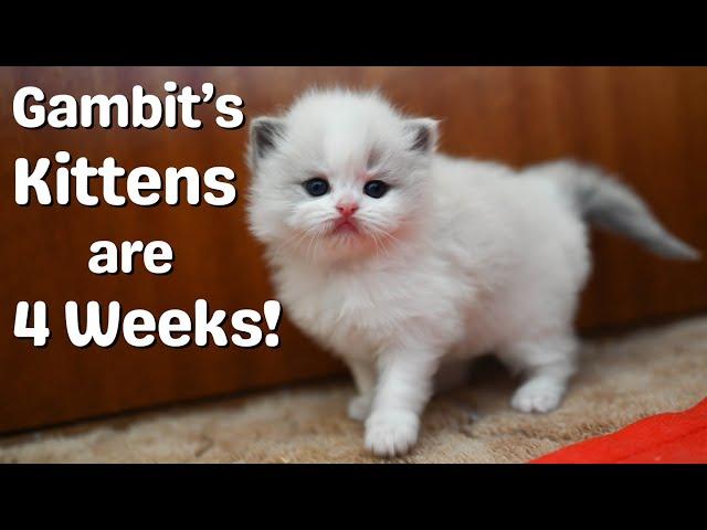 Ragdoll Kittens 4 weeks Old | So Cute