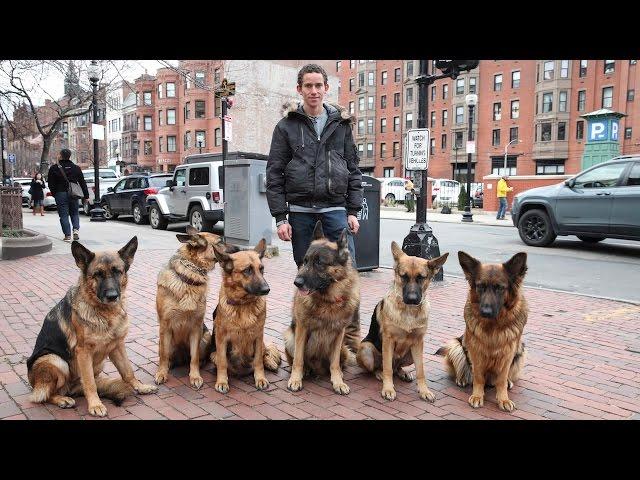 Dog Whisperer: Trainer Walks Pack Of Dogs Without A Leash