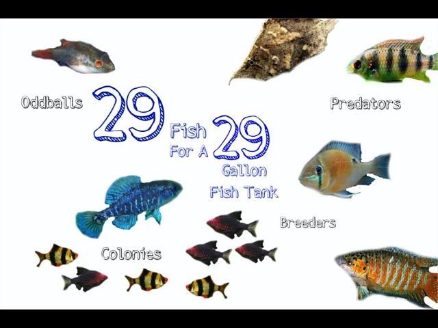 29 Stock Idea's For A 29 Gallon Aquarium