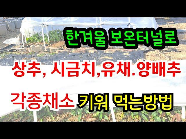 보온터널 만들어 겨울에 각종 채소 키워 먹는방법 (보온터널 만드는 방법) #미니비닐하우스 #부직포 터널재배