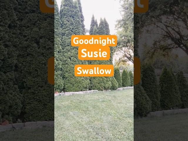 Goodnite Suzie Swallow. #bird #birdwatching #peaceful