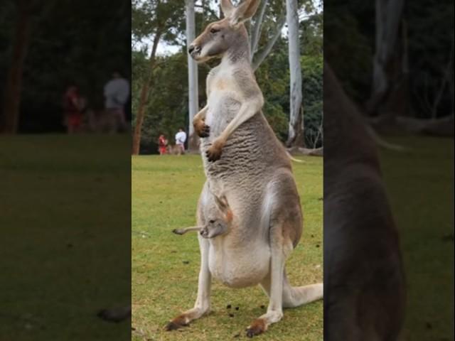 Peek-a-Boo Joey!" #kangrooshortsvideo #youtubeshorts #wildanimal