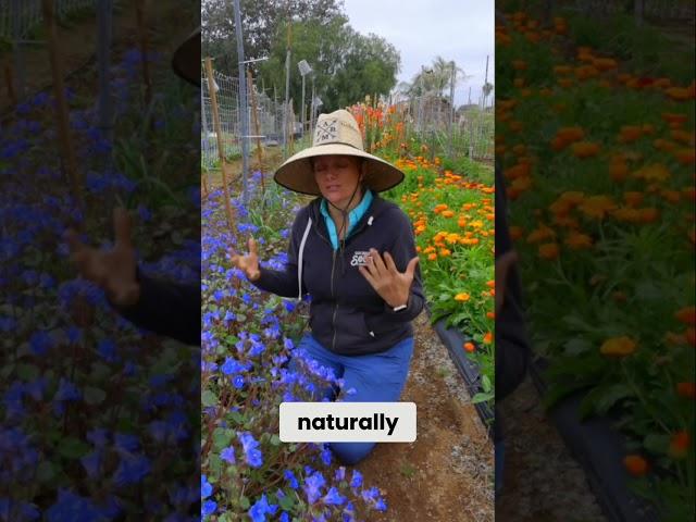 Native Seeds: How to Guarantee Germination Success!