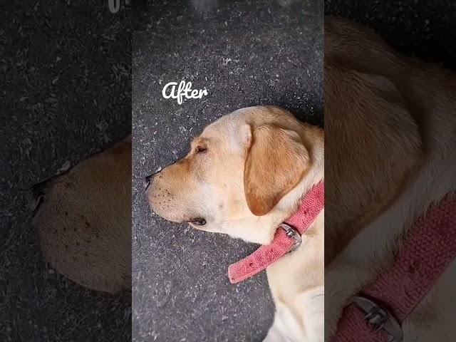 Before and after  #puppy #mike #lab #shorts #https://youtube.com/channel/UC3bqUS-9VYZGoPLfDuugQWg