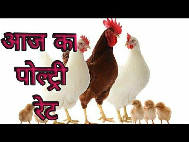 broiler rate/Today Poultry Rate /Punjab Rate