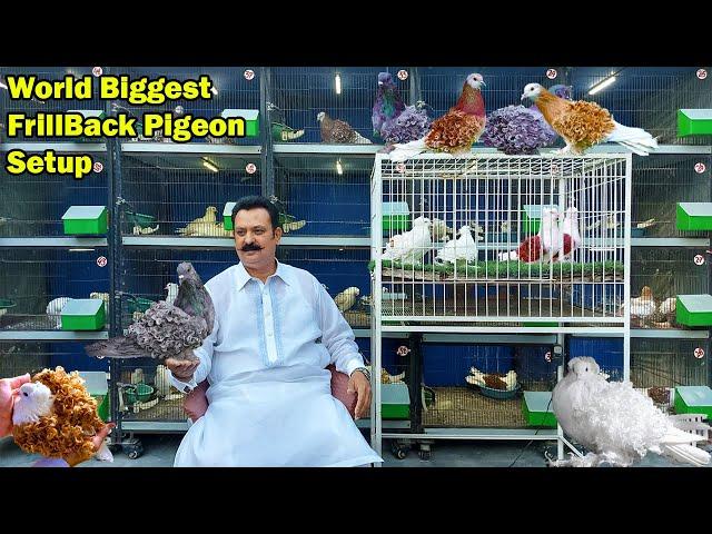 World Biggest Frillback Pigeon Setup | Fancy Pigeon Biggest Farm | Pigeon Farming Urdu / Hindi