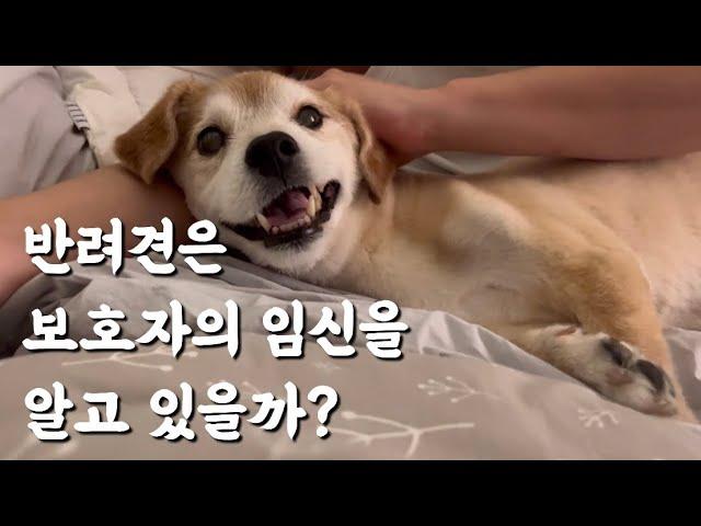 강아지와 함께 아기방 꾸미기ㅣ만삭 임산부와 누렁이 일상ㅣ임신 38주