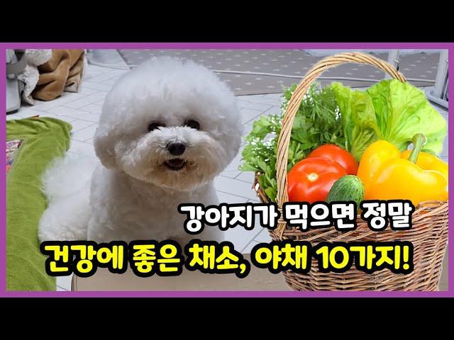 10 Vegetables That Are Really Healthy for Your Dog to Eat