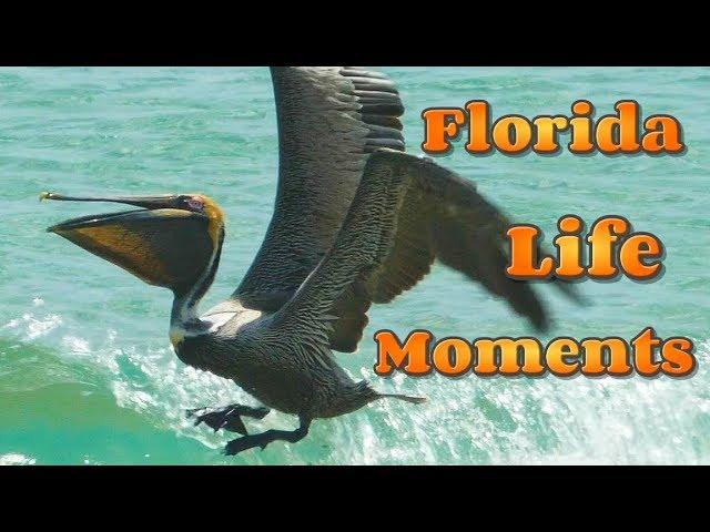 Florida Life Moments / Pelican / Fort Lauderdale Beach